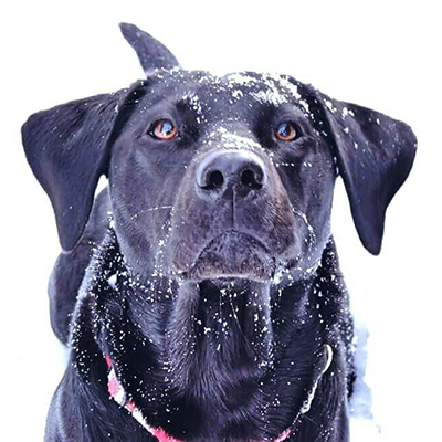 My dog Miley