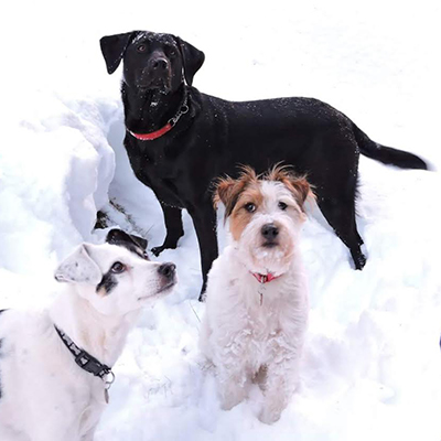 My dogs group photo
